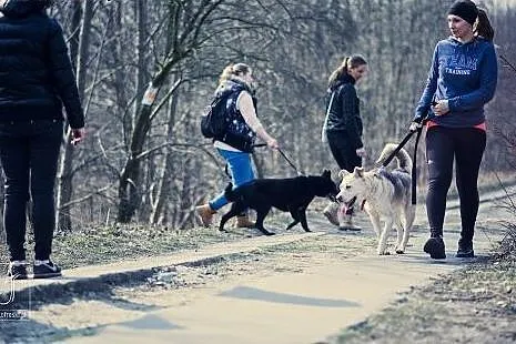 Mokka po raz kolejny za kratami schroniska..,  wie