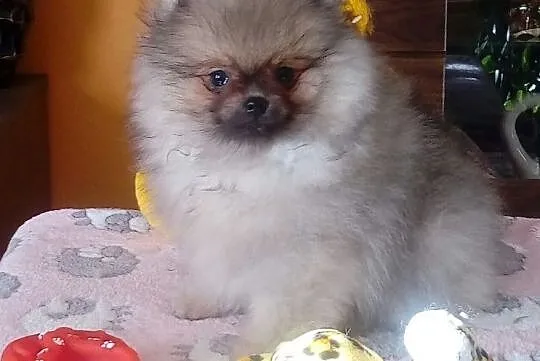 Piekny Pomeranianek