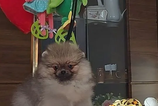 Piekny Pomeranianek, Małopolskie, Limanowa