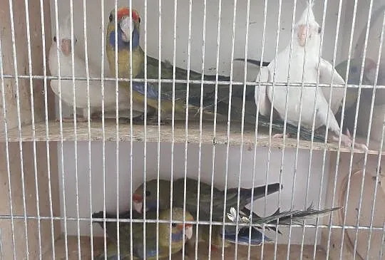 Rozelle królewskie, tasmańskie, białolice, Mazowieckie, Jaworowa