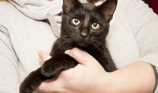 Młode kotki do adopcji!, dolnośląskie Jelenia Gór