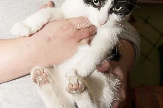 Młode kotki do adopcji!,  dolnośląskie Jelenia Gór