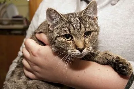Młode kotki do adopcji!,  dolnośląskie Jelenia Gór