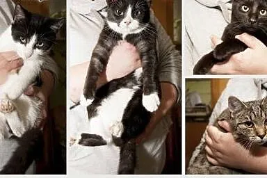Młode kotki do adopcji!,  dolnośląskie Jelenia Gór