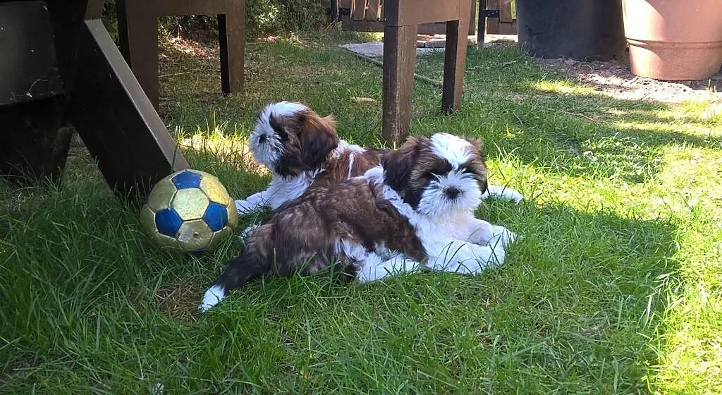**Shih tzu z rodowodem **, Opolskie, Opole