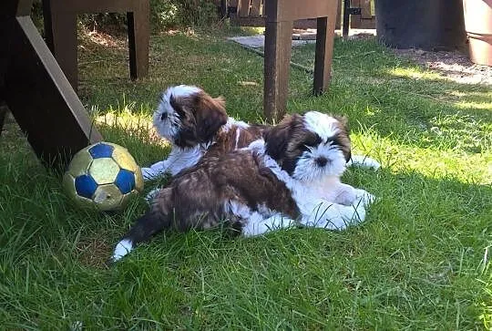 **Shih tzu z rodowodem **