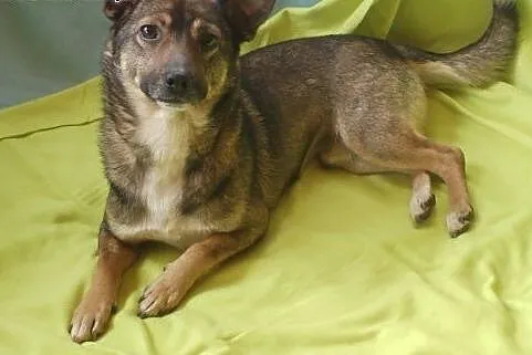 Edzio - maleństwo wagi piórkowej, 6kg ,  Kundelki 
