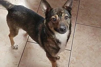Edzio - maleństwo wagi piórkowej, 6kg ,  Kundelki 