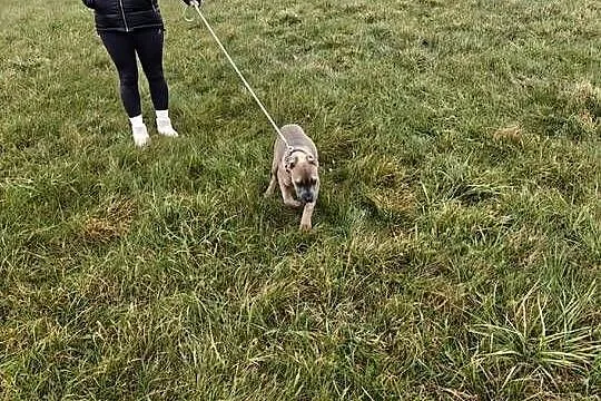 Suczka cane Corso, Mazowieckie, Wiskitki