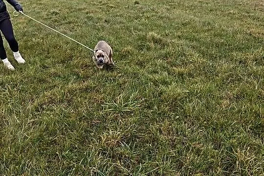 Suczka cane Corso, Mazowieckie, Wiskitki