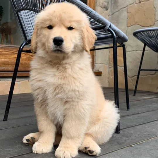 Najwyższej jakości szczenięta Golden Retriever, samce i samice, rasowe.