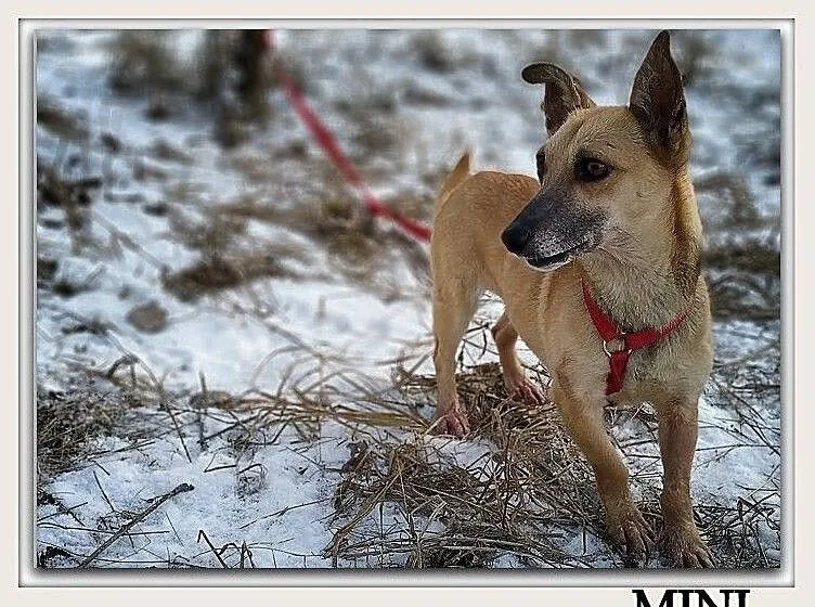 Mała 6 kg,łagodna,urocza,aktywna,wesoła,sterylizowana sunia MINI.Adopcja., Łódzkie, Łódź