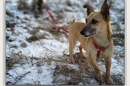 Mała 6 kg,łagodna,urocza,aktywna,wesoła,sterylizowana sunia MINI.Adopcja., Łódzkie, Łódź