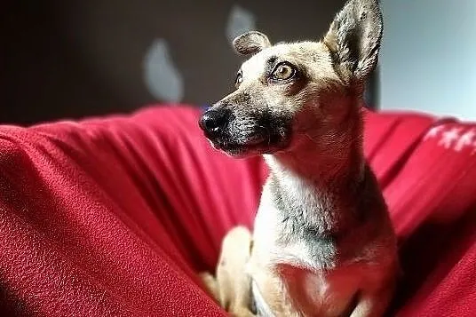 Mała 6 kg,łagodna,urocza,aktywna,wesoła,sterylizowana sunia MINI.Adopcja., Łódzkie, Łódź