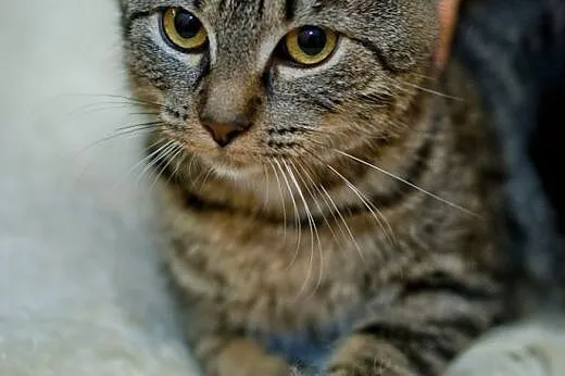 Missy - bura kocica szuka troskliwego opiekuna,  podlaskie Białystok