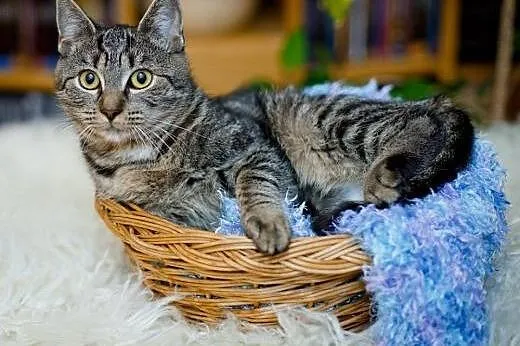 Missy - bura kocica szuka troskliwego opiekuna,  p