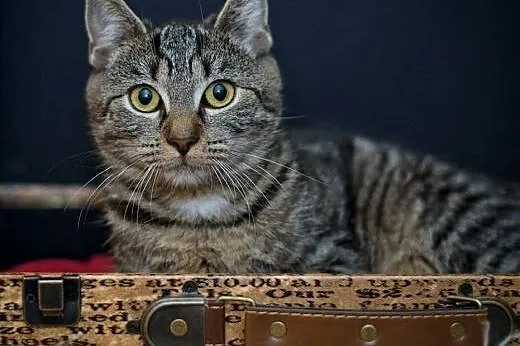 Missy - bura kocica szuka troskliwego opiekuna,  p