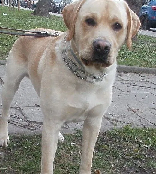 Fokus biszkoptowy labrador , mazowieckie Warszawa