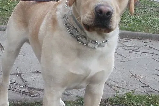 Fokus biszkoptowy labrador ,  mazowieckie Warszawa