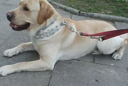Fokus biszkoptowy labrador ,  mazowieckie Warszawa