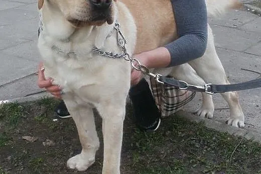 Fokus biszkoptowy labrador ,  mazowieckie Warszawa