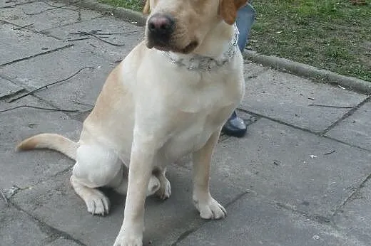 Fokus biszkoptowy labrador ,  mazowieckie Warszawa