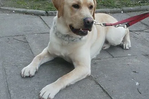 Fokus biszkoptowy labrador ,  mazowieckie Warszawa