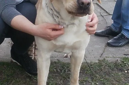 Fokus biszkoptowy labrador ,  mazowieckie Warszawa