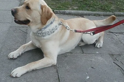 Fokus biszkoptowy labrador ,  mazowieckie Warszawa