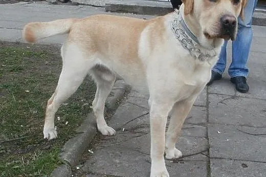 Fokus biszkoptowy labrador ,  mazowieckie Warszawa