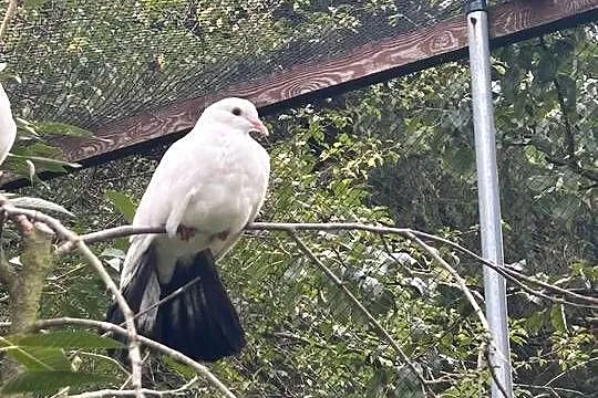 Pawiki, mewki i szeki, Małopolskie, Skała