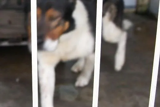 Berni - super pies do adopcji ,  mazowieckie Warsz