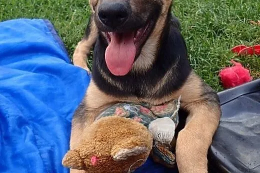 Tola do adopcji -5 mies. szczeniak FILMIK,  łódzkie Skierniewice