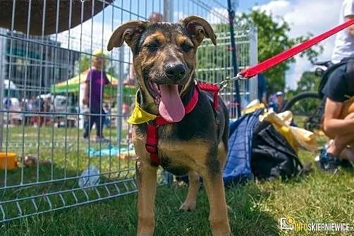 Tola do adopcji -5 mies. szczeniak FILMIK,  łódzki