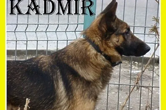 KADMIR pies stróżujacy w typie owczarka, spokojny,czujny_Adopcja_