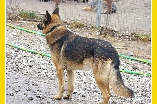 KADMIR pies stróżujacy w typie owczarka, spokojny,