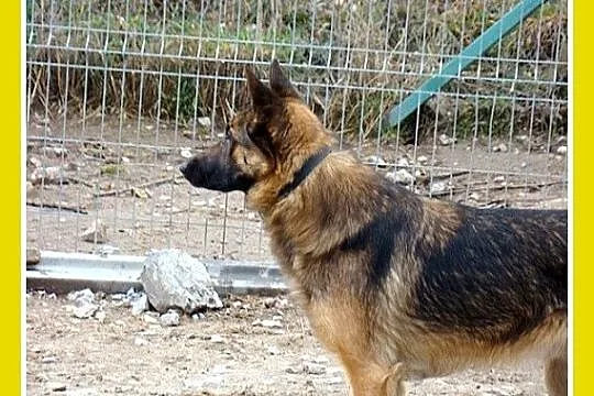 KADMIR pies stróżujacy w typie owczarka, spokojny,