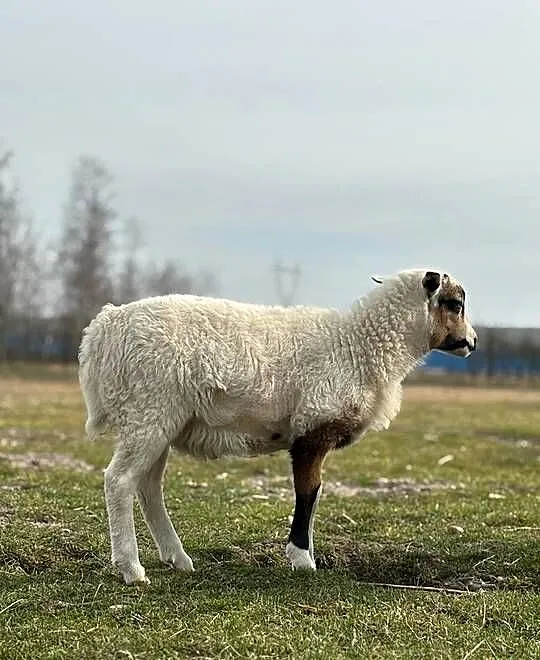 Sprzedam baranka, Łódzkie, Głowno