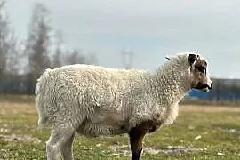 Sprzedam baranka