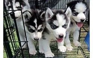 Siberian husky puppy z niebieskimi oczami!., zach