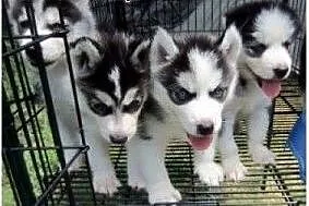 Siberian husky puppy z niebieskimi oczami!.,  zach