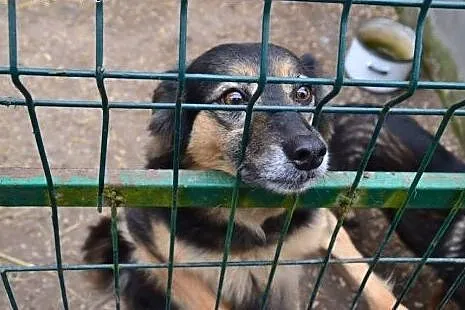Neska - nikt nie chce takiej kochanej suczynki...,