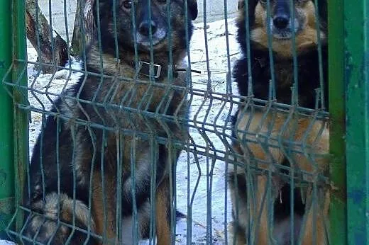 Neska - nikt nie chce takiej kochanej suczynki...,