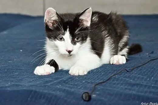 Jugo 4 miesięczny wulkan energii (Fundacja Agapeanimali),  wielkopolskie Poznań