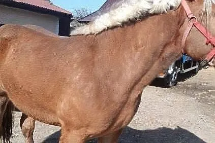 Źrebica zimnokrwista, Świętokrzyskie, Modliborzyce