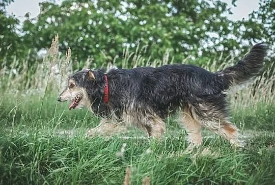 Cudny Bolesław szuka domu, Podkarpackie, Stalowa Wola