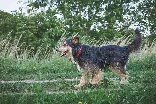 Cudny Bolesław szuka domu, Podkarpackie, Stalowa Wola