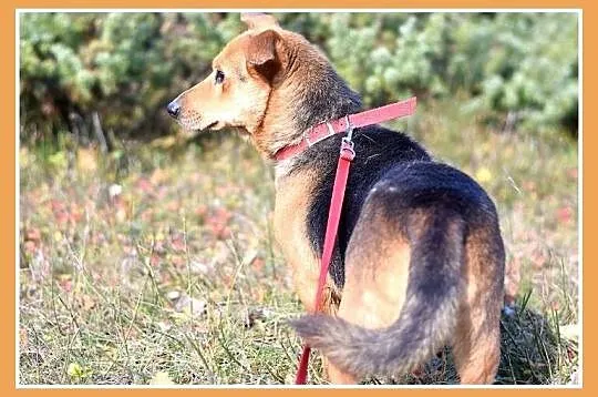 11 kg, łagodny, grzeczny, przyjacielski psiak LUCEK_Adopcja_