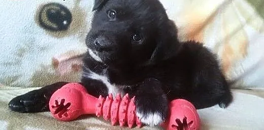 Malutki Fado czeka na swoją kochającą rodzinę!, m
