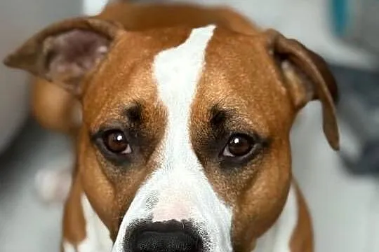 Amstaff Reproduktor, Małopolskie, Kraków